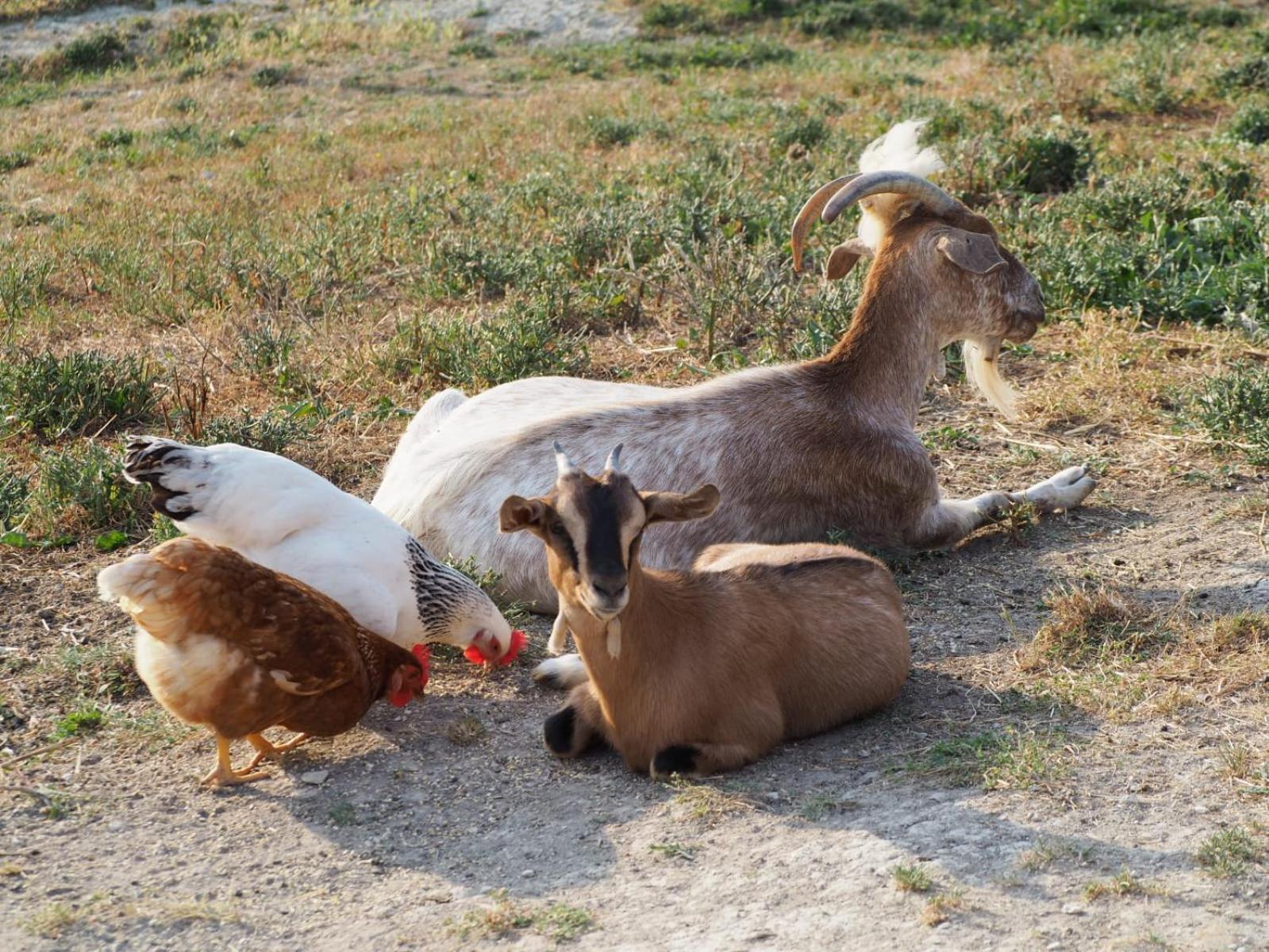 Agriturismo Il Castellaro Sassoferrato Bagian luar foto